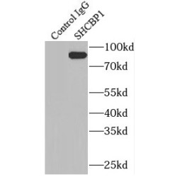 SHC SH2 Domain-Binding Protein 1 (SHCBP1) Antibody