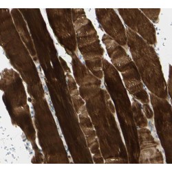 Src Homology 2 Domain Containing F (SHF) Antibody