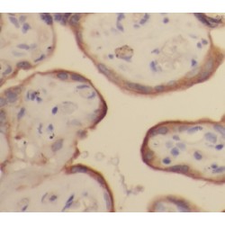 Sialic Acid Binding Ig Like Lectin 6 (SIGLEC6) Antibody