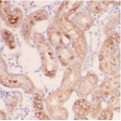 SIL1 Nucleotide Exchange Factor (SIL1) Antibody