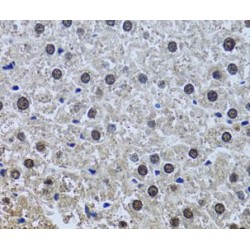 SIN3 Transcription Regulator Family Member A (SIN3A) Antibody