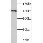 WB analysis of Raji cells, using SIPA1 antibody (1/3000 dilution).