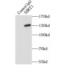 Sirtuin 1 (SIRT1) Antibody