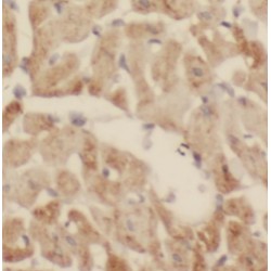 SIRT2-Specific Antibody