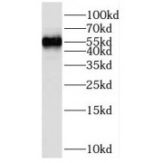 WB analysis of mouse thymus tissue, using SKAP55,SKAP1 antibody (1/800 dilution).