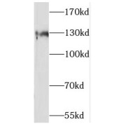 WB analysis of HEK-293 cells, using SLC13A4 antibody (1/500 dilution).