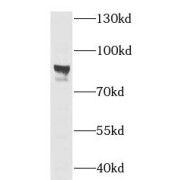 WB analysis of HEK-293 cells, using SLC20A1 antibody (1/500 dilution).
