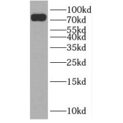WB analysis of HeLa cells, using SLC24A4 antibody (1/1000 dilution).