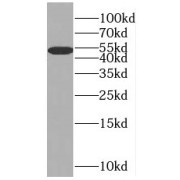 WB analysis of RAW264.7 cells, using SLC25A25 antibody (1/500 dilution).