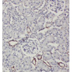 Solute Carrier Family 38 Member 4 (SLC38A4) Antibody