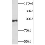 WB analysis of HEK-293 cells, using SLK antibody (1/2000 dilution).