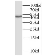 WB analysis of HEK-293 cells, using SMAD4 antibody (1/600 dilution).