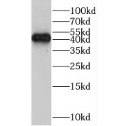 WB analysis of PC-13 cells, using SMOX antibody (1/500 dilution).