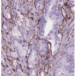 Synaptosomal-Associated Protein 23 (SNAP23) Antibody