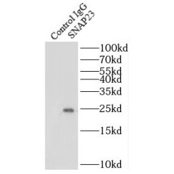 Synaptosomal-Associated Protein 23 (SNAP23) Antibody