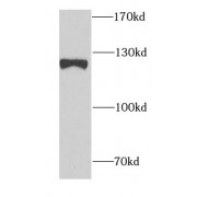 WB analysis of HeLa cells, using SND1 antibody (1/1000 dilution).