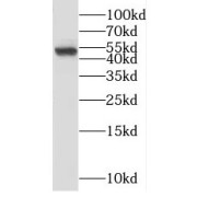 WB analysis of HEK-293 cells, using SNRNP48 antibody (1/1000 dilution).