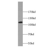 WB analysis of Raji cells, using SNX19 antibody (1/500 dilution).