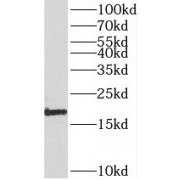 WB analysis of COLO 320 cells, using SNX3 antibody (1/500 dilution).