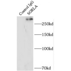 SORLA Antibody