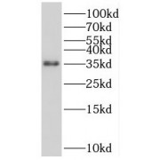 WB analysis of HEK-293 cells, using SOX2 antibody (1/600 dilution).