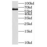 WB analysis of HeLa cells, using SP110 antibody (1/800 dilution).