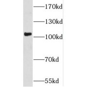 WB analysis of RAW 264.7 cells, using SPAG9 antibody (1/1000 dilution).