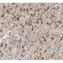 SPARC Like Protein 1 (SPARCL1) Antibody