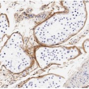 IHC-P analysis of human testis tissue, using SPATA16 antibody (1/50 dilution).