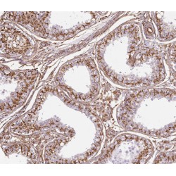 Spermatogenesis Associated 7 (SPATA7) Antibody