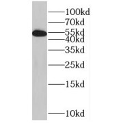 WB analysis of HepG2 cells, using SPATS2L antibody (1/600 dilution).