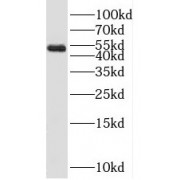 WB analysis of mouse testis tissue, using SPERT antibody (1/1000 dilution).