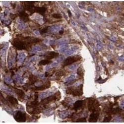 SPIN1-Specific Antibody