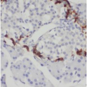IHC-P analysis of human pancreas tissue, using SPINK1 antibody (1/200 dilution).