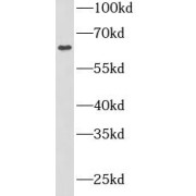 WB analysis of HeLa cells, using SPOCK2 antibody (1/1000 dilution).