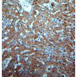 SPP Antibody