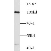 WB analysis of HEK-293 cells, using SPP antibody (1/300 dilution).