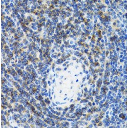 Signal Recognition Particle 19 (SRP19) Antibody