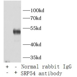 Signal Recognition Particle 54 (SRP54) Antibody