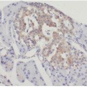 IHC-P analysis of human pancreas tissue, using SSTR3 antibody (1/50 dilution).