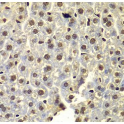 SSX Family Member 5 (SSX5) Antibody