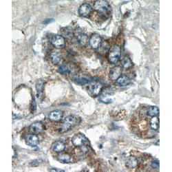 SH3 And Cysteine Rich Domain 2 (STAC2) Antibody