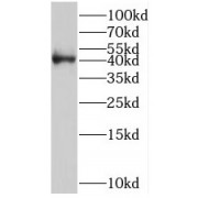WB analysis of human testis tissue, using STAC3 antibody (1/300 dilution).