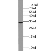 WB analysis of HEK-293 cells, using STC2 antibody (1/1000 dilution).