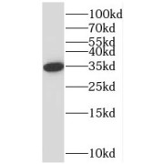 WB analysis of HepG2 cells, using STARD10 antibody (1/1500 dilution).