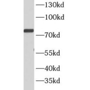 WB analysis of HeLa cells, using STAT4 antibody (1/1000 dilution).