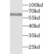 WB analysis of SW480 cells, using STAU1 antibody (1/1000 dilution).