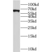 WB analysis of mouse heart tissue, using STAU2 antibody (1/1000 dilution).