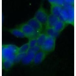 STT3A, Catalytic Subunit of The Oligosaccharyltransferase Complex (STT3A) Antibody