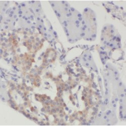 Activated RNA Polymerase II Transcriptional Coactivator p15 (SUB1) Antibody